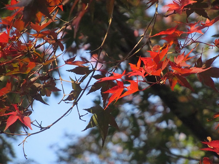 八柱霊園2024年度の紅葉15